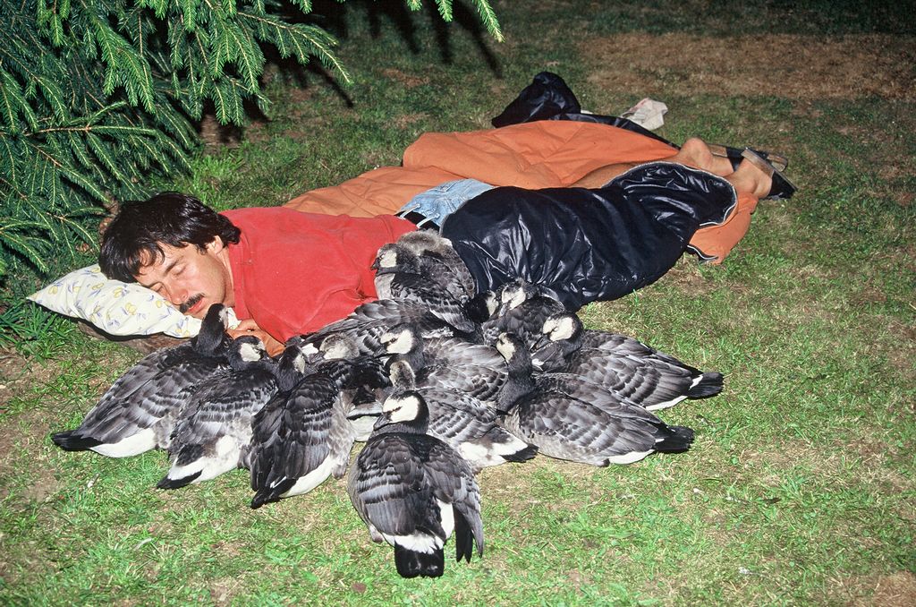 Sieste avec les oies sauvages